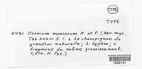 Ozonium muscorum image